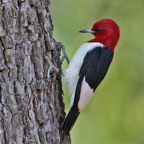 Hood Pecker .